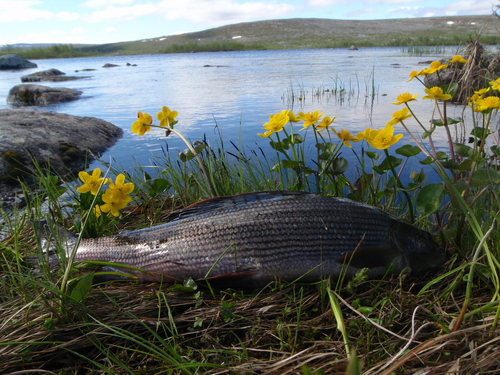 Grayling_fishing_in_Lapland